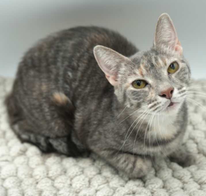 Photo of Pheona (Bonded w/ Ray)