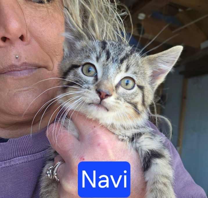 Photo of Navi