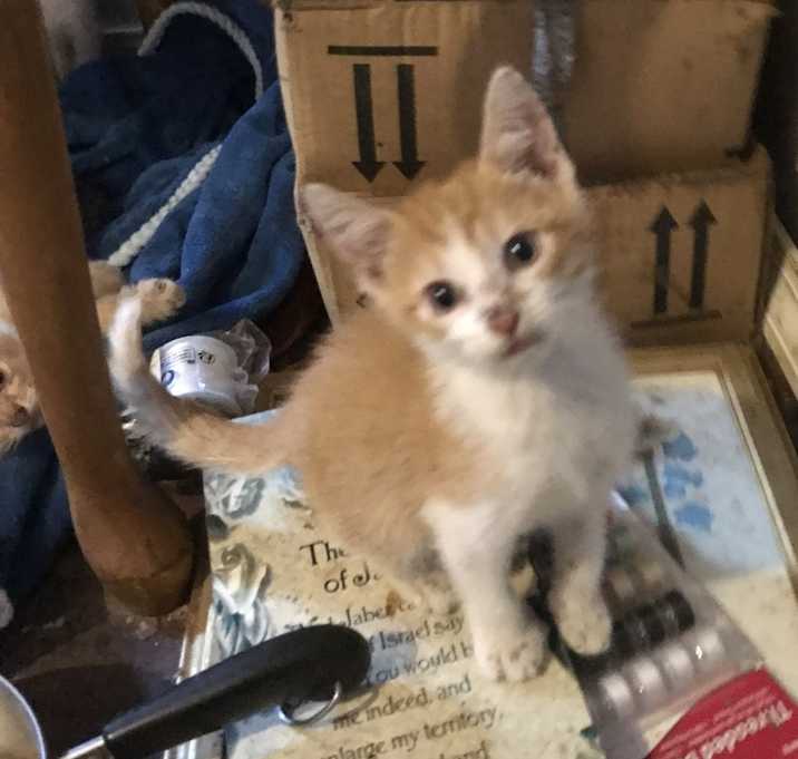 Photo of Rooster, Cornbread, Angelbaby