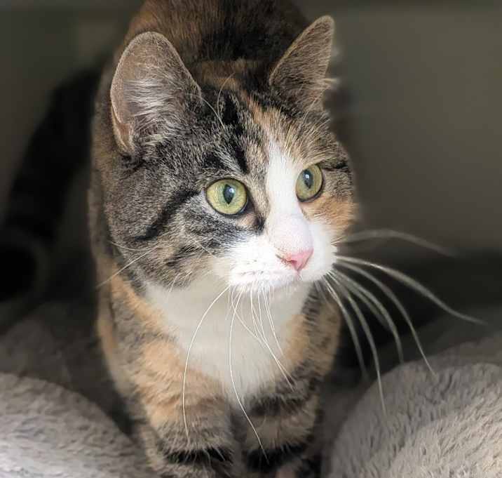 Photo of Callie - Bonded with Patches