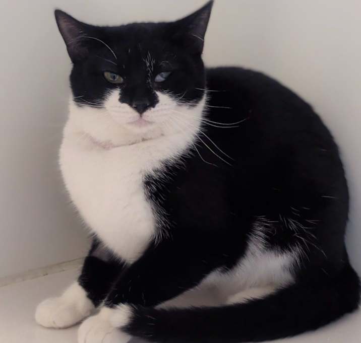 Photo of Sweet Potato