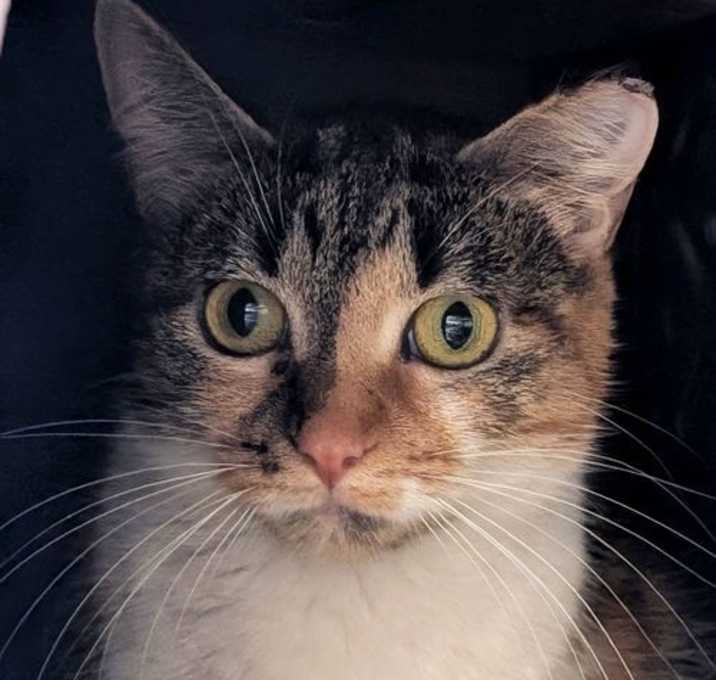 Photo of Star - Working Cat!