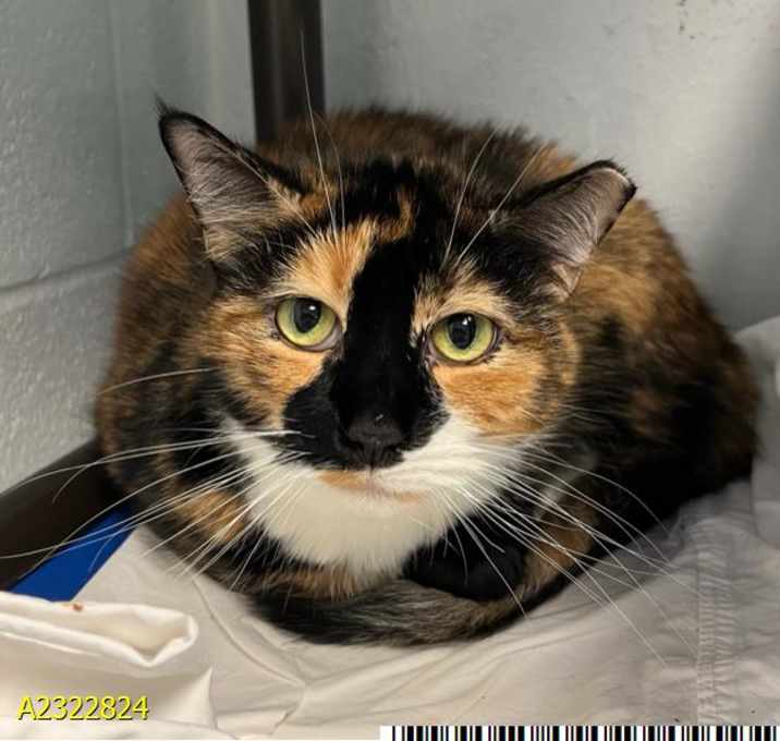 Photo of KITTY KITTY