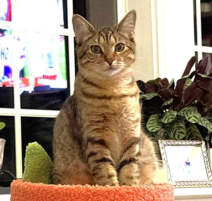 Photo of Rockstar Ringo