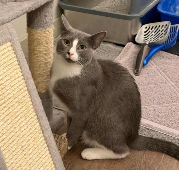 Photo of Matcha Tea-C