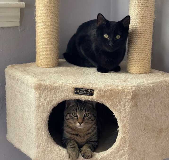 Photo of Peanut and Blackberry