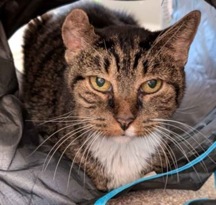 Photo of Crinklebell