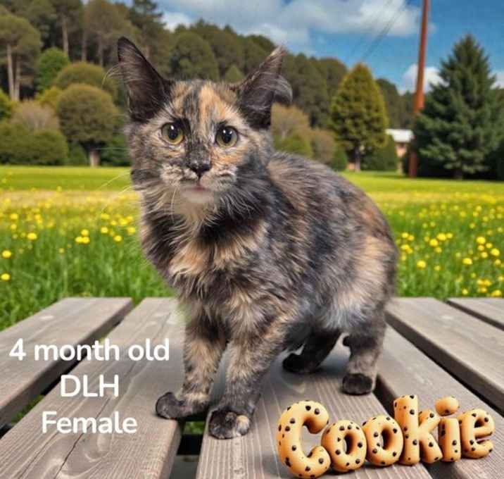Photo of Cookie