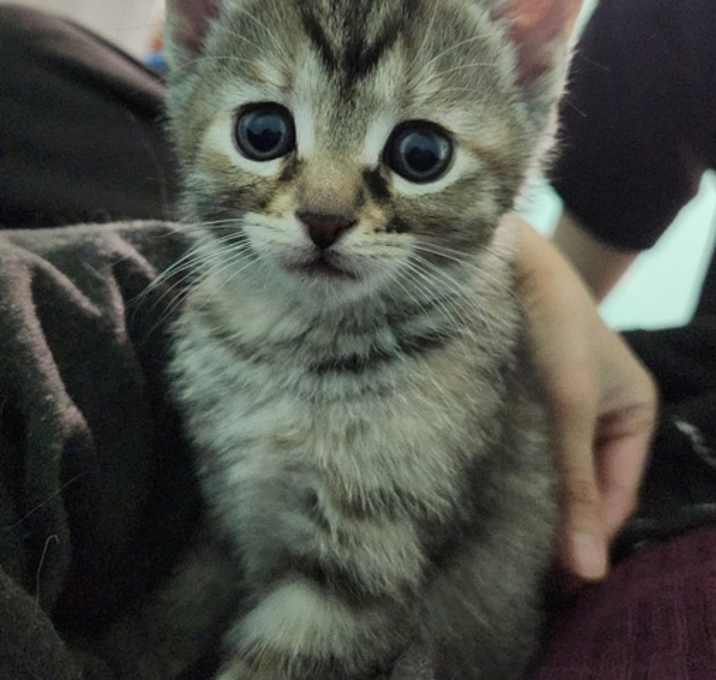 Photo of PRINCESS PEACH