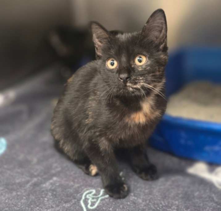 Photo of Lightfoot (Foster)