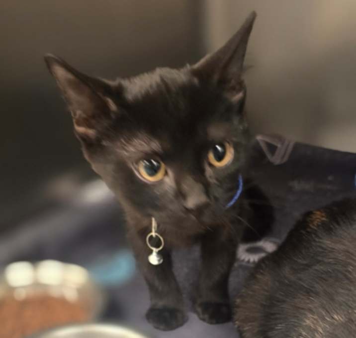 Photo of Pepper (Foster)