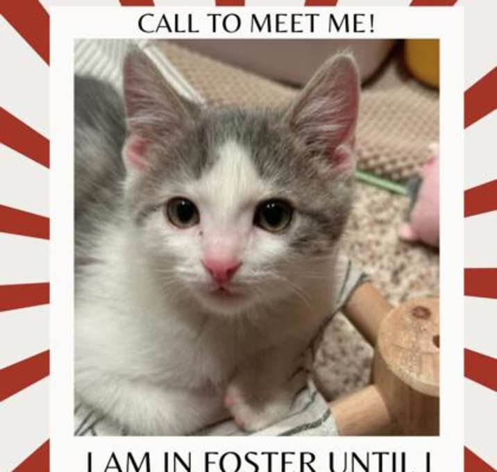 Photo of Mitochondria