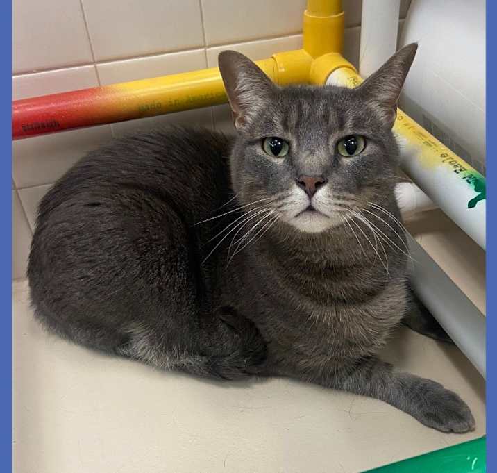 Photo of Cat Display Flipper