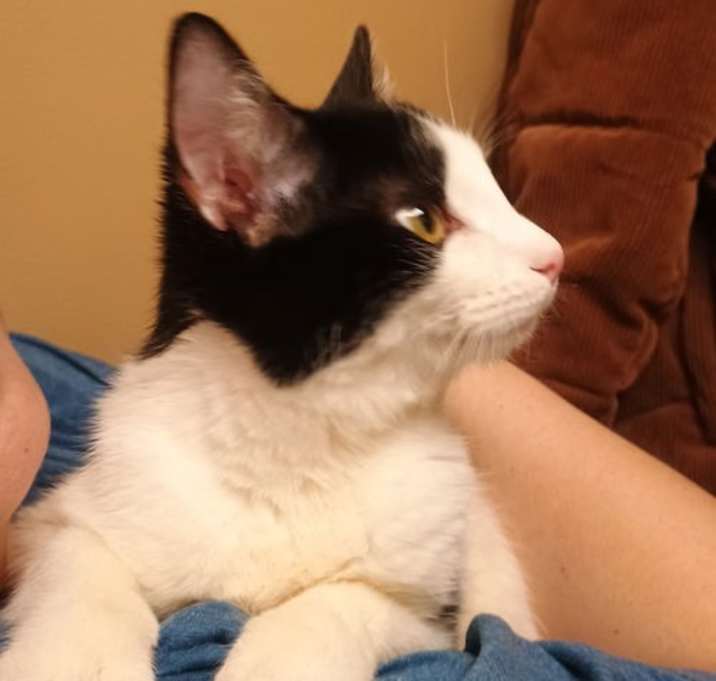 Photo of Sandler @ Montrose Petsmart!