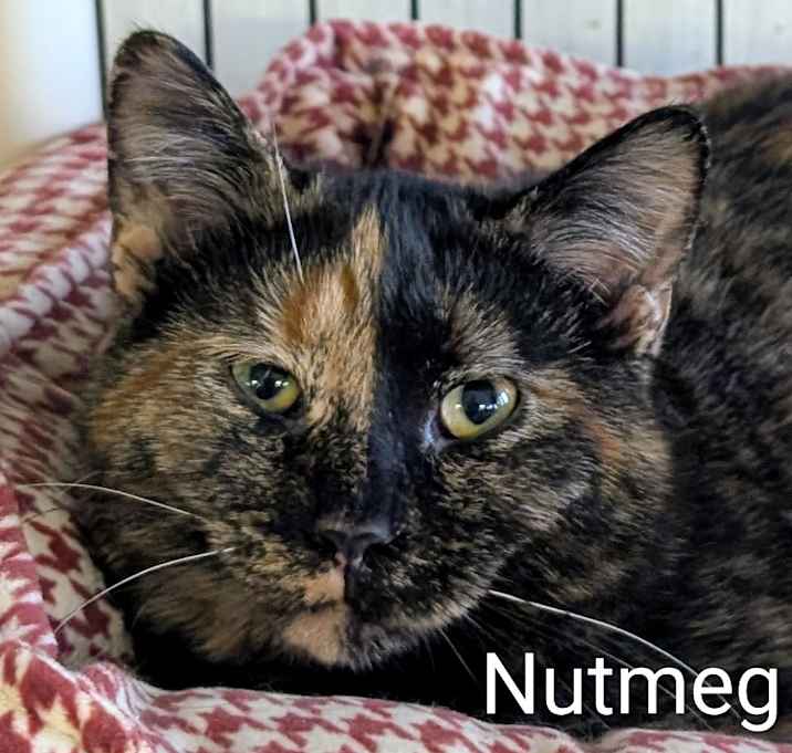Photo of Nutmeg