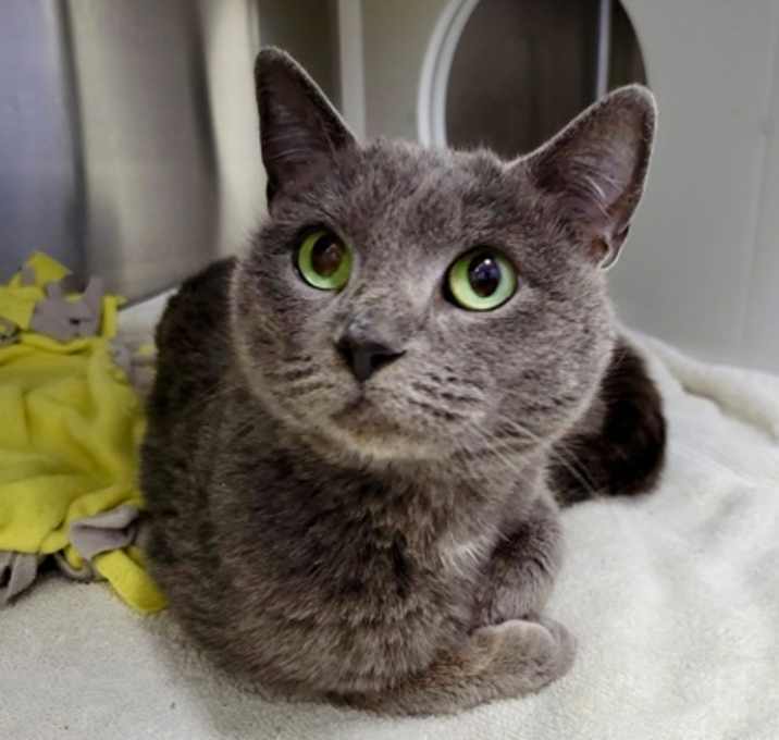 Photo of Cool Ranch Sheeba