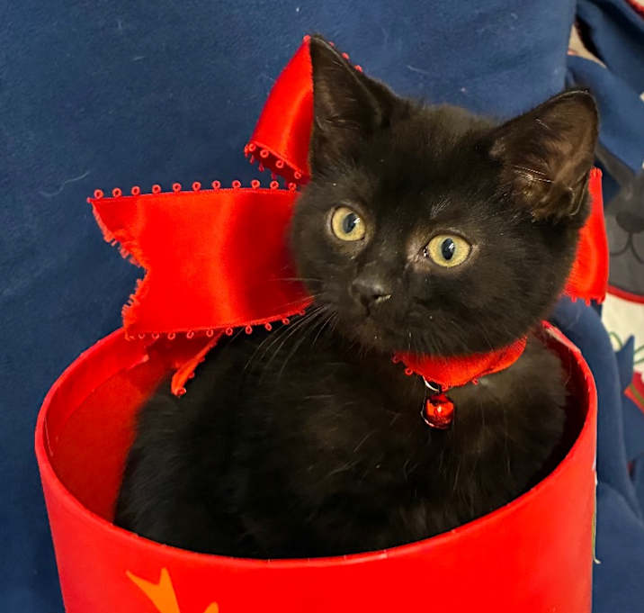 Photo of Jordan Chiles