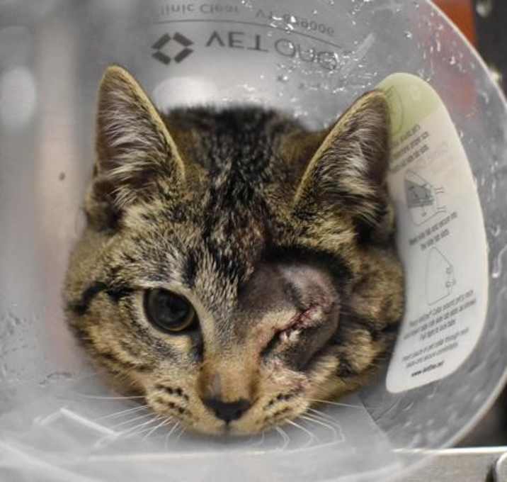 Photo of Grasshopper