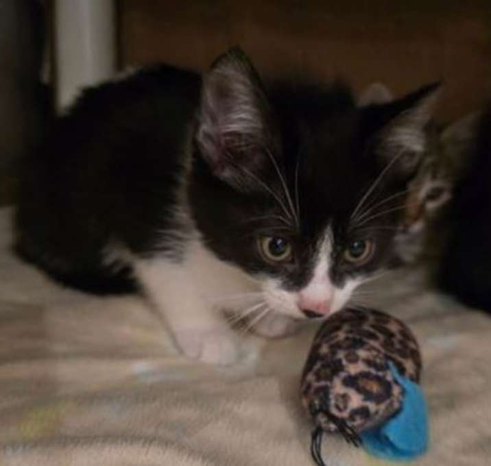 Photo of Francine Dream