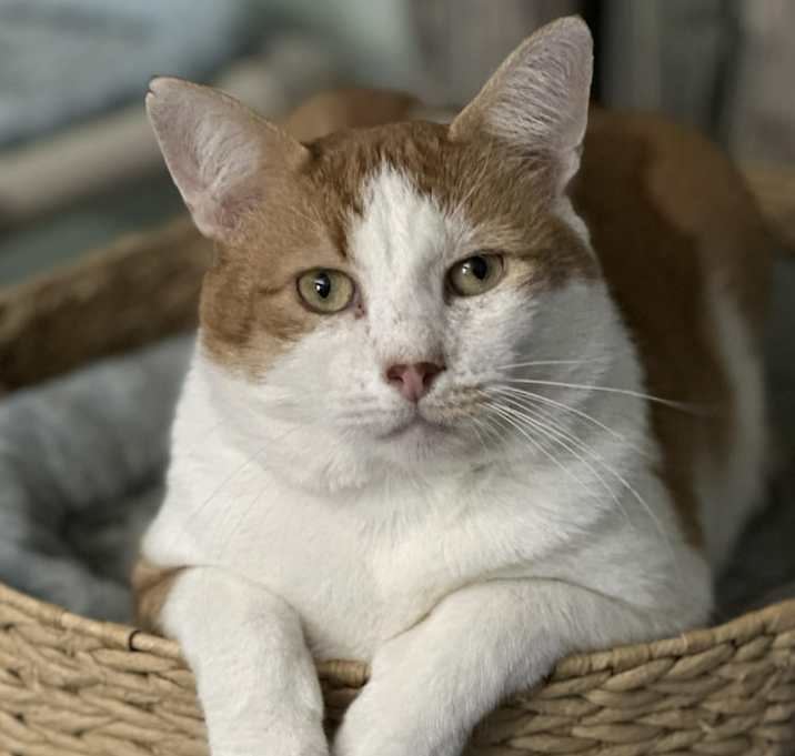 Photo of Armstrong (Big Mush/Lap Cat)