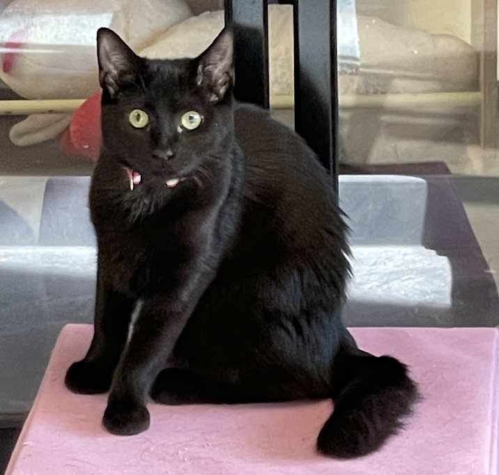 Photo of Raisin (kitten - best with a friend)