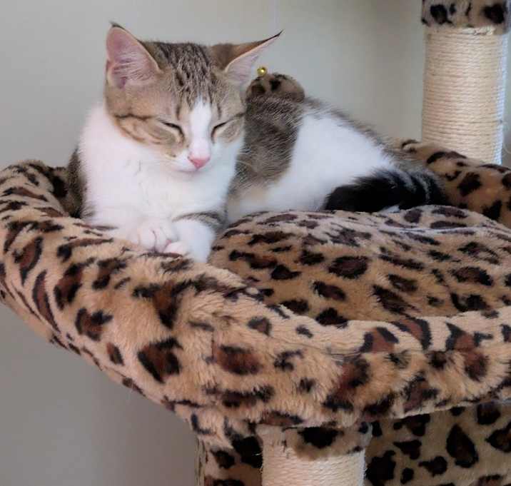 Photo of Gracie (kitten) must go with Bernard