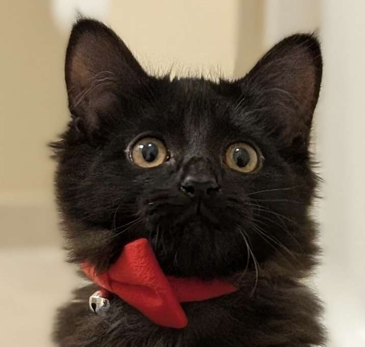 Photo of ❤️ Topanga ❤️