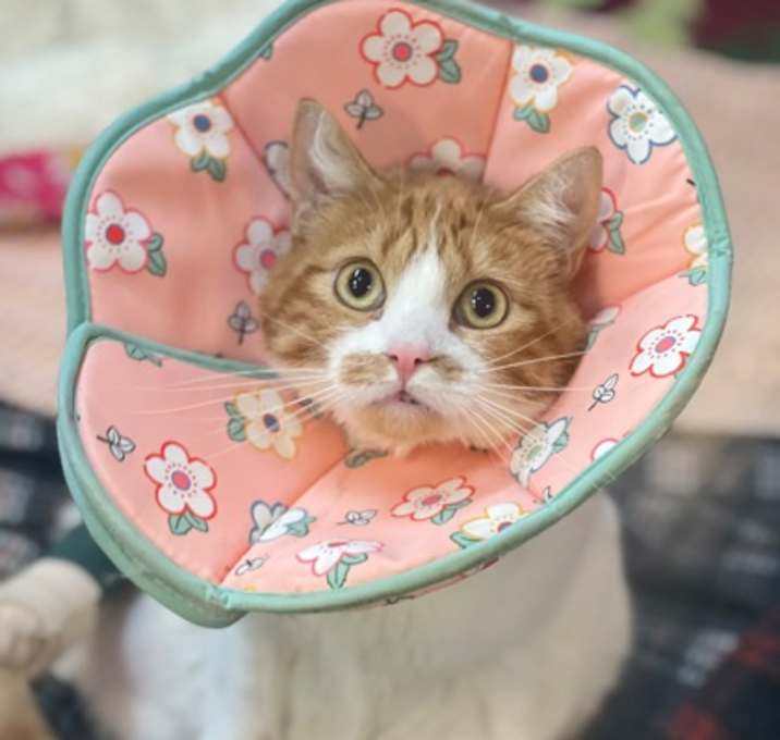 Photo of Cutie **Tri-Pawed