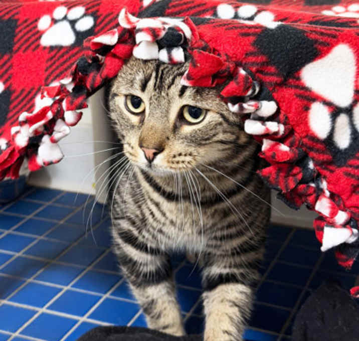 Photo of Captain Malcolm Reynolds