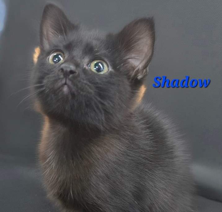 Photo of Shadow