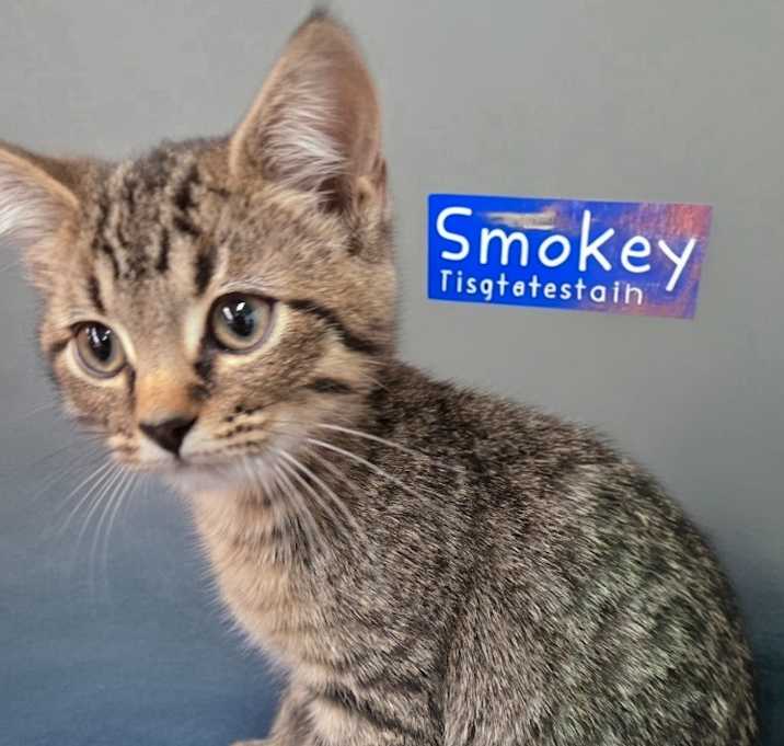 Photo of Smokey
