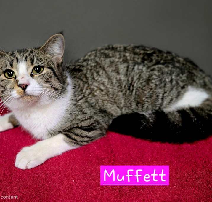 Photo of Muffett