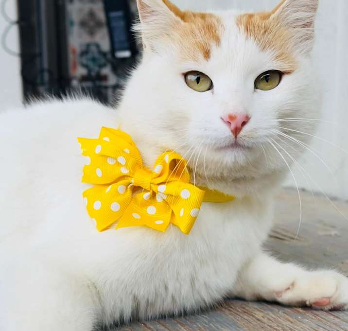 Photo of Nara, a Queen Needing a Thrown