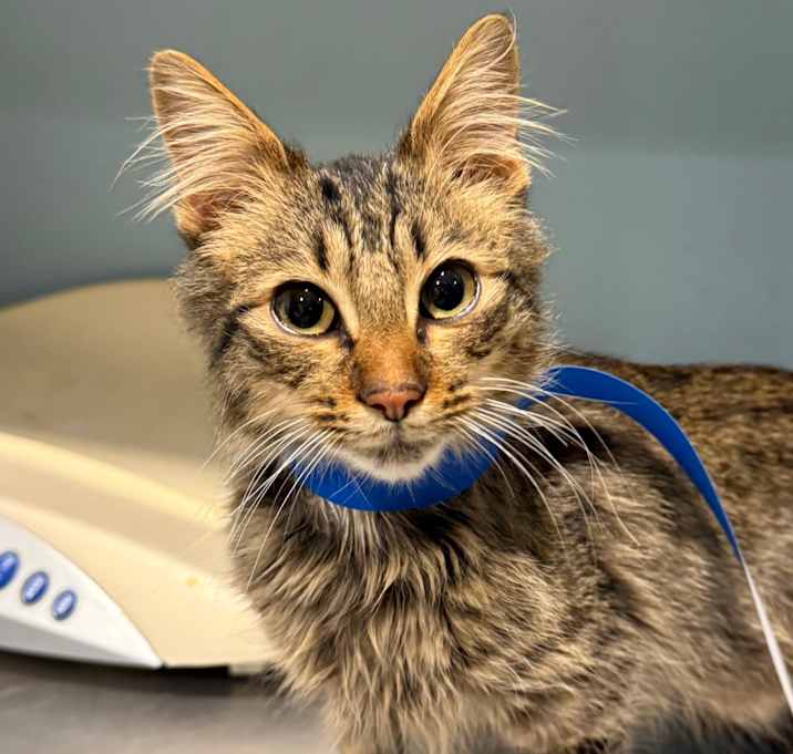 Photo of Biscuit Maker 9000