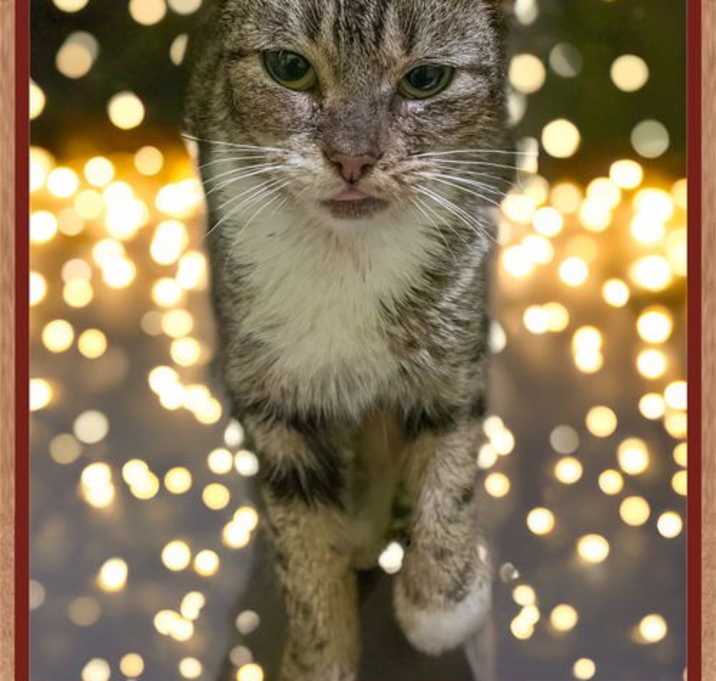 Photo of Sage (FCID# 12/10/2025 - 24 Trainer)