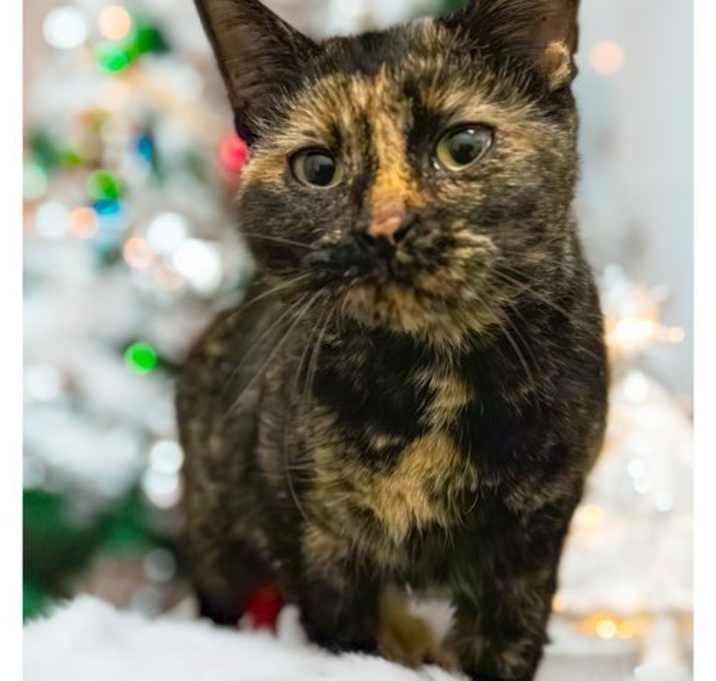 Photo of Mei Mei (FCID# 12/10/2025 - 32 Trainer)