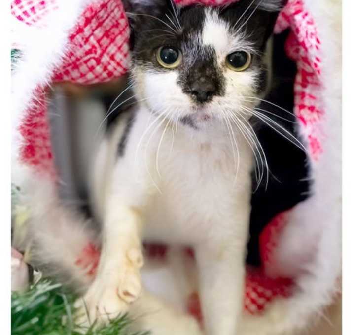 Photo of Petey (FCID# 12/10/2025 - 30 Trainer)