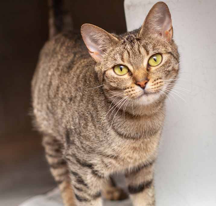 Photo of Iris by Goo Goo Dolls