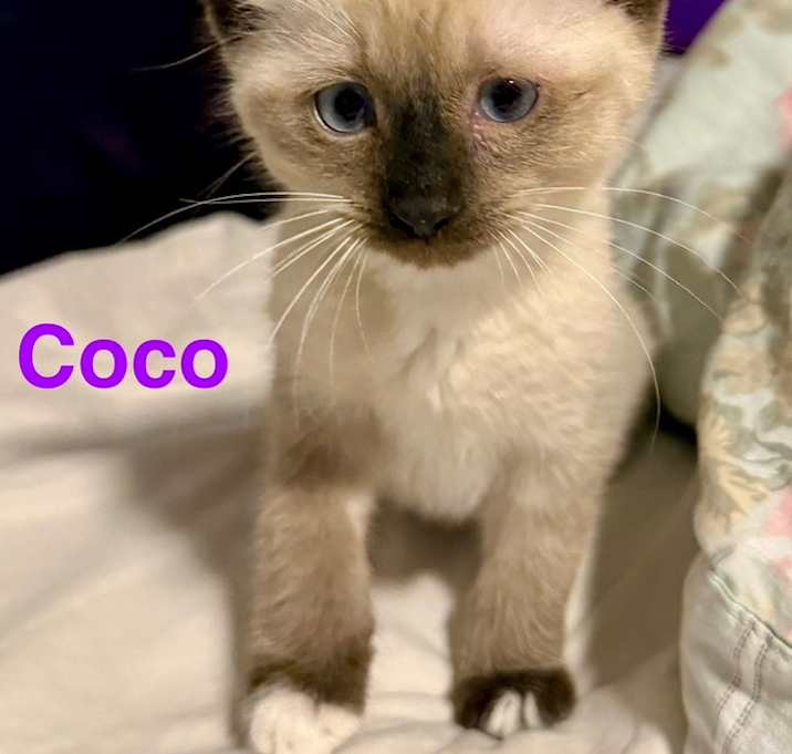 Photo of Coco