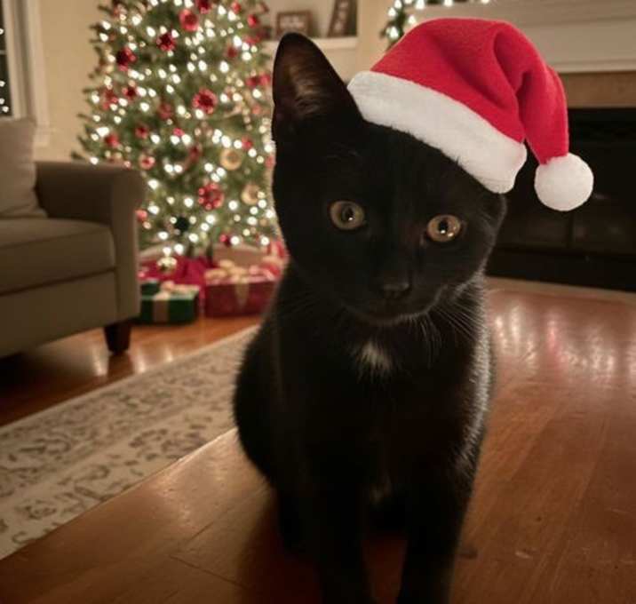 Photo of Onyx's Christmas Wish (FCID# 11/10/2025 - 44) DC