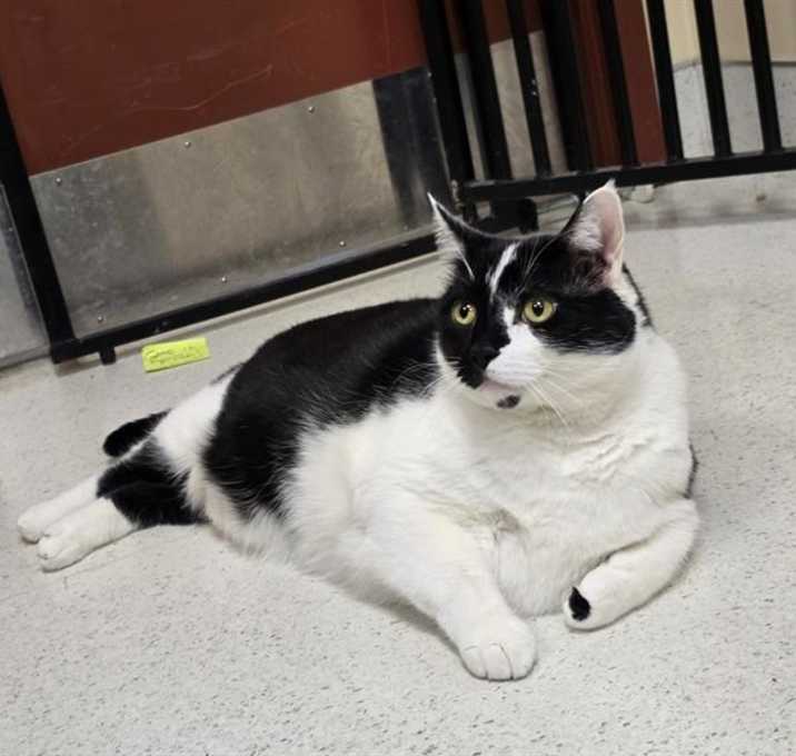 Photo of COCO CHANEL