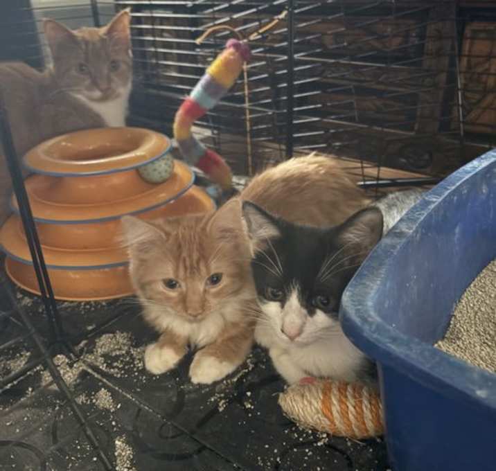 Photo of Dallas    (th)