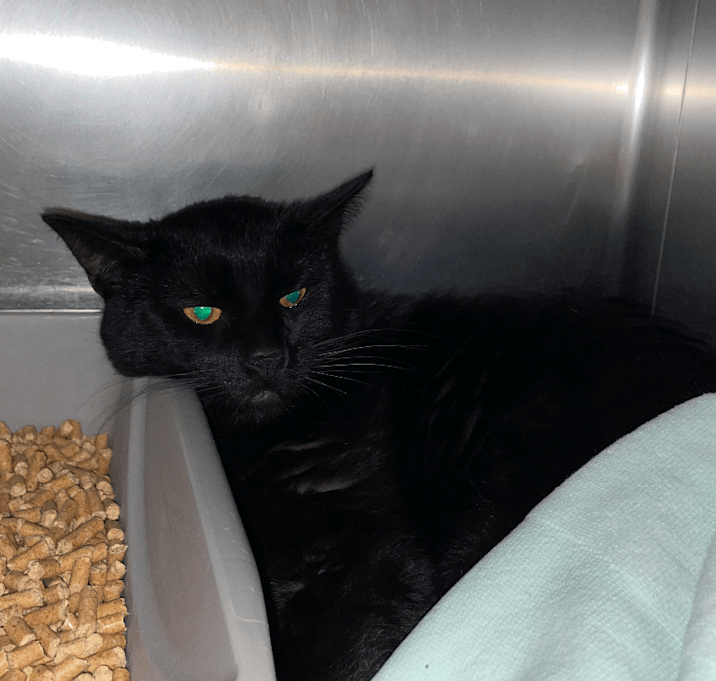 Photo of Lorenzo: Rodent Responder, adoption fee waived!