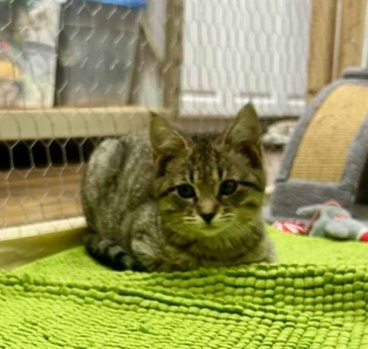 Photo of Clark C67662