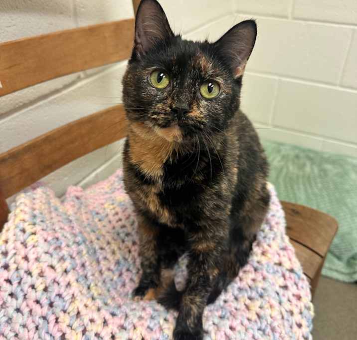 Photo of Horses in the Stable