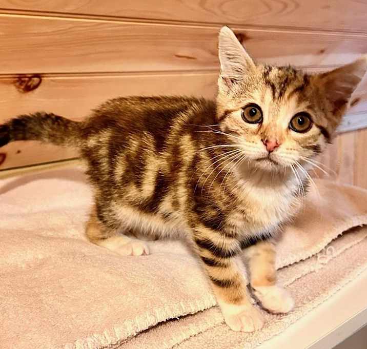 Photo of Mina in Sterling, VA