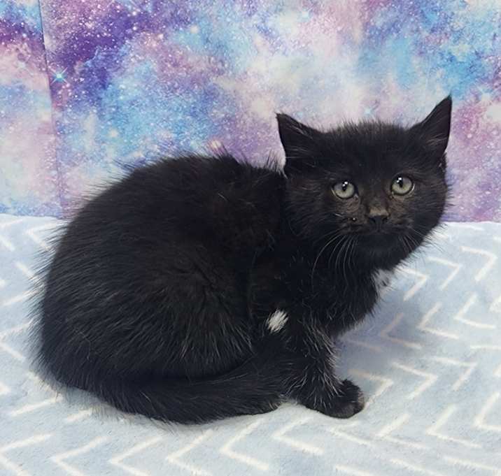 Photo of Blitzenberry