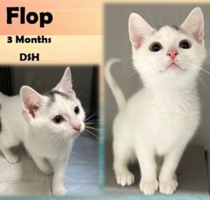 Photo of Flop