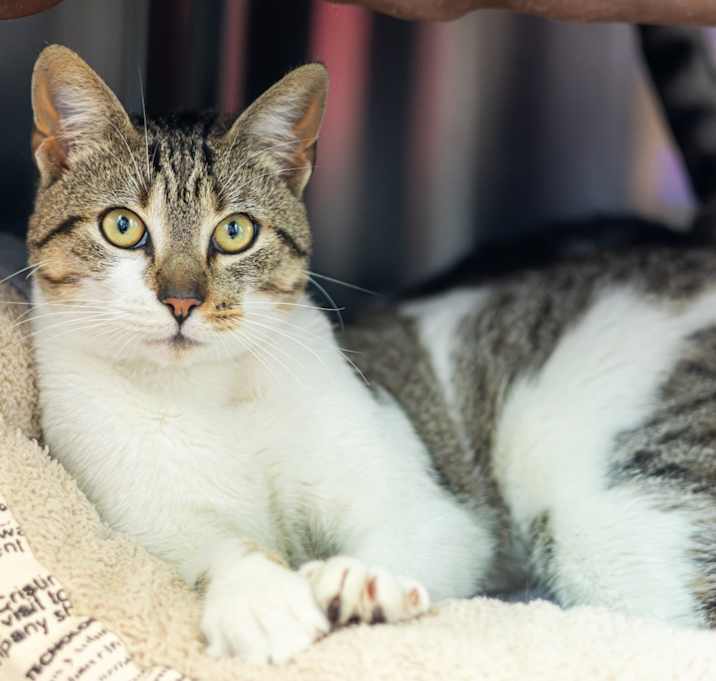 Photo of Chip (bonded with Dale)