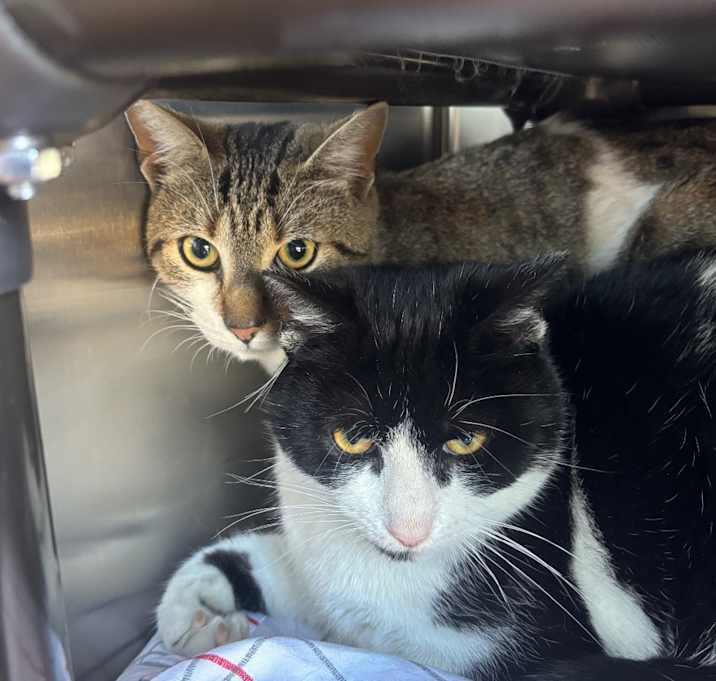 Photo of Dale (bonded with Chip)